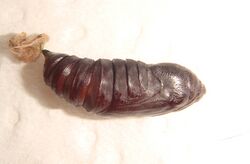 Abrostola tripartita pupa.JPG