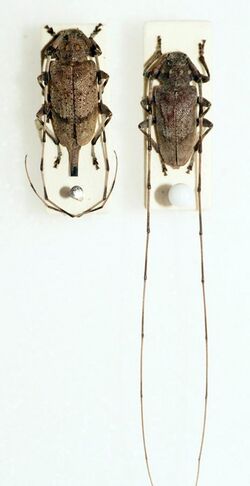 Acanthocinus aedilis (15290298984).jpg