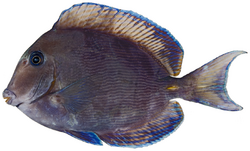 Acanthurus coeruleus - pone.0010676.g184.png