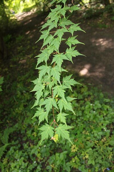 File:Acer micranthum foliage.JPG