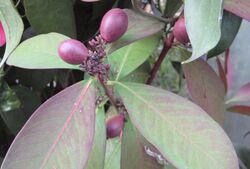 Acokanthera oblongifolia 03.jpg