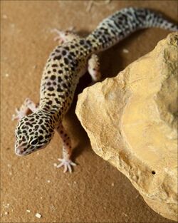 Afghan Leopard Gecko.jpg