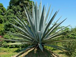 Agave tequilana 2.jpg