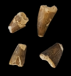 Aigialosuchus teeth.png