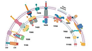 The illustration figurer shows there are 11 (T1SS to T11SS) bacterial secretion systems that differ in number and architecture of component proteins.