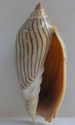 Amoria ellioti.jpg