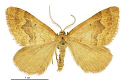 Asaphodes aphelias male.jpg