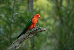 Australian King Parrot male 4737.jpg