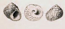 Austrocochlea zeus 001.jpg
