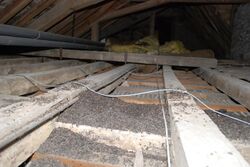 The picture shows bat droppings in a darkened attic