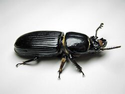 Beetle-Bessbug.jpg