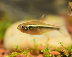 Black-Neon-Tetra.jpg