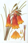 Blandfordia grandiflora-Minchen.jpg