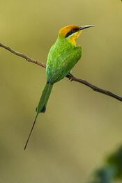 Boehm's Bee-eater - Malawi S4E2687 (22658131571).jpg