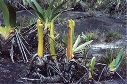 Brocchinia reducta (Roraima tepui).jpg