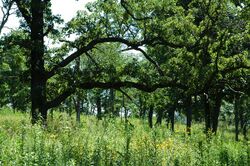 Bur-oak-savanna-Wisconsin.jpg