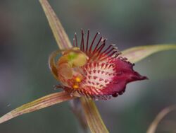 Caladenia georgei 01.jpg