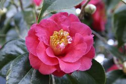 Camellia japonica flower 2.jpg