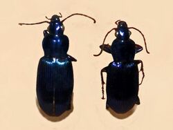 Carabidae - Poecilus purpurascens.JPG