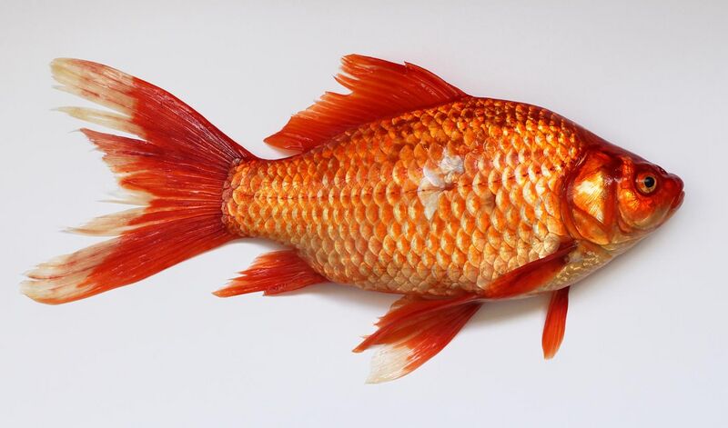 File:Carassius wild golden fish 2013 G1.jpg