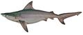 Pigeye shark (Carcharhinus amboinensis)