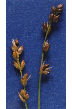 Carex disperma NRCS-1.jpg