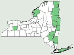 Carex merritt-fernaldii NY-dist-map.png