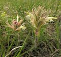 Castilleja sessiliflora Colorado.jpg