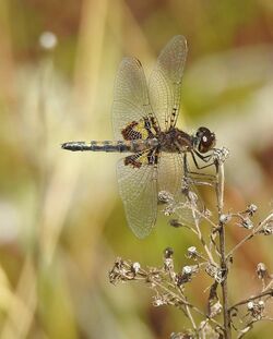 Celithemis martha gaudettelaura 20270380.jpg