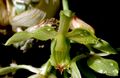 Clowesia thylaciochila Orchi 002.jpg