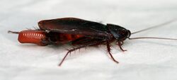 Cockroach egglaying 3.jpg