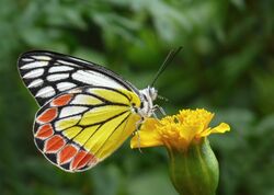 Common Jezebel Delias eucharis by kadavoor 3.jpg