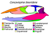 Concavispina skull diagram.png