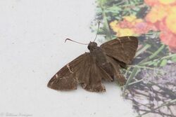 Confused Cloudywing Butterfly Estero Llano SP Mission TX 2018-03-14 09-52-26 (26943304198).jpg