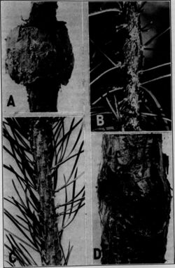 Contributions from the Botanical Laboratory, vol. 12 (1934) (20065769024).jpg