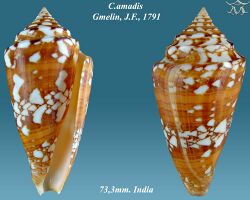 Conus amadis 3.jpg