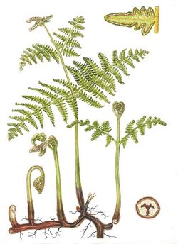 Croziers, fronds, rhizomes of bracken fern.jpg