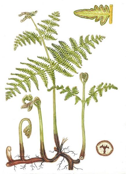 File:Croziers, fronds, rhizomes of bracken fern.jpg