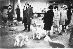 Crufts Dog Show 1968 (3084034375).jpg