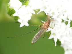 Culex restuans mosquito resting on a flowering plant.jpg
