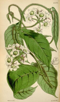 Curtis's botanical magazine (Tab. 4472) (8411709012).jpg