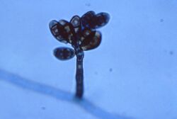 Curvularia geniculata 01.jpg