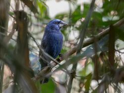 Cyanoloxia rothschildii Rothschild's Grosbeak (male); Rio Branco, Acre, Brazil.jpg