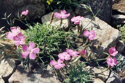 Dianthus haematocalyx.jpg