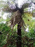 Dicksonia gigantea (11310015693).jpg
