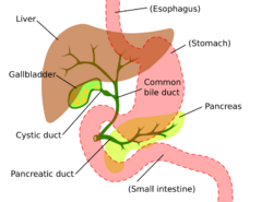 Digestive system showing bile duct.svg