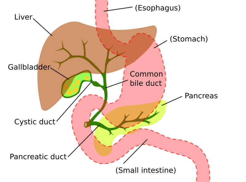 File:Digestive system showing bile duct.svg