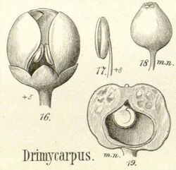 Drimycarpus racemosus-dc-1.jpg