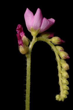 Drosera capensis inflorescence Darwiniana.jpg