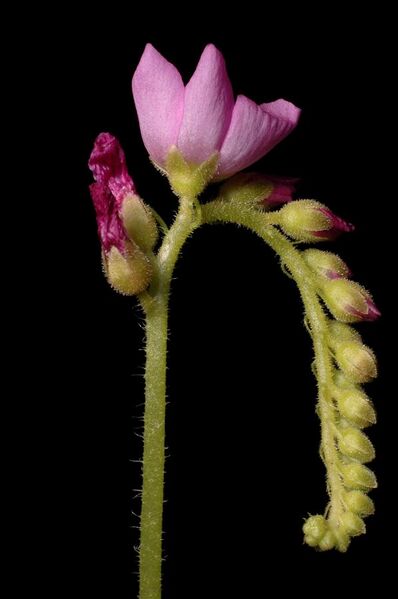 File:Drosera capensis inflorescence Darwiniana.jpg